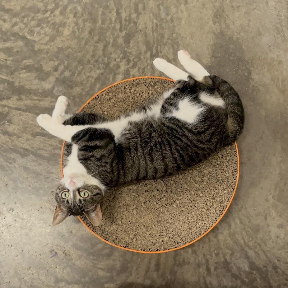 Beatrix, a Adoptable Domestic Short Hair in Salisbury, NC image 3/6