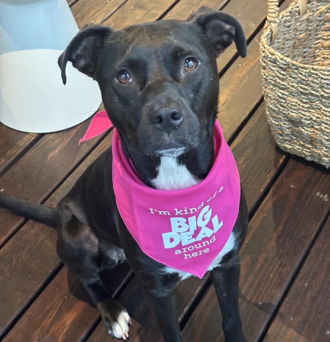 Midnight, Adoptable, Adult Female Labrador Retriever & Pit Bull Terrier.