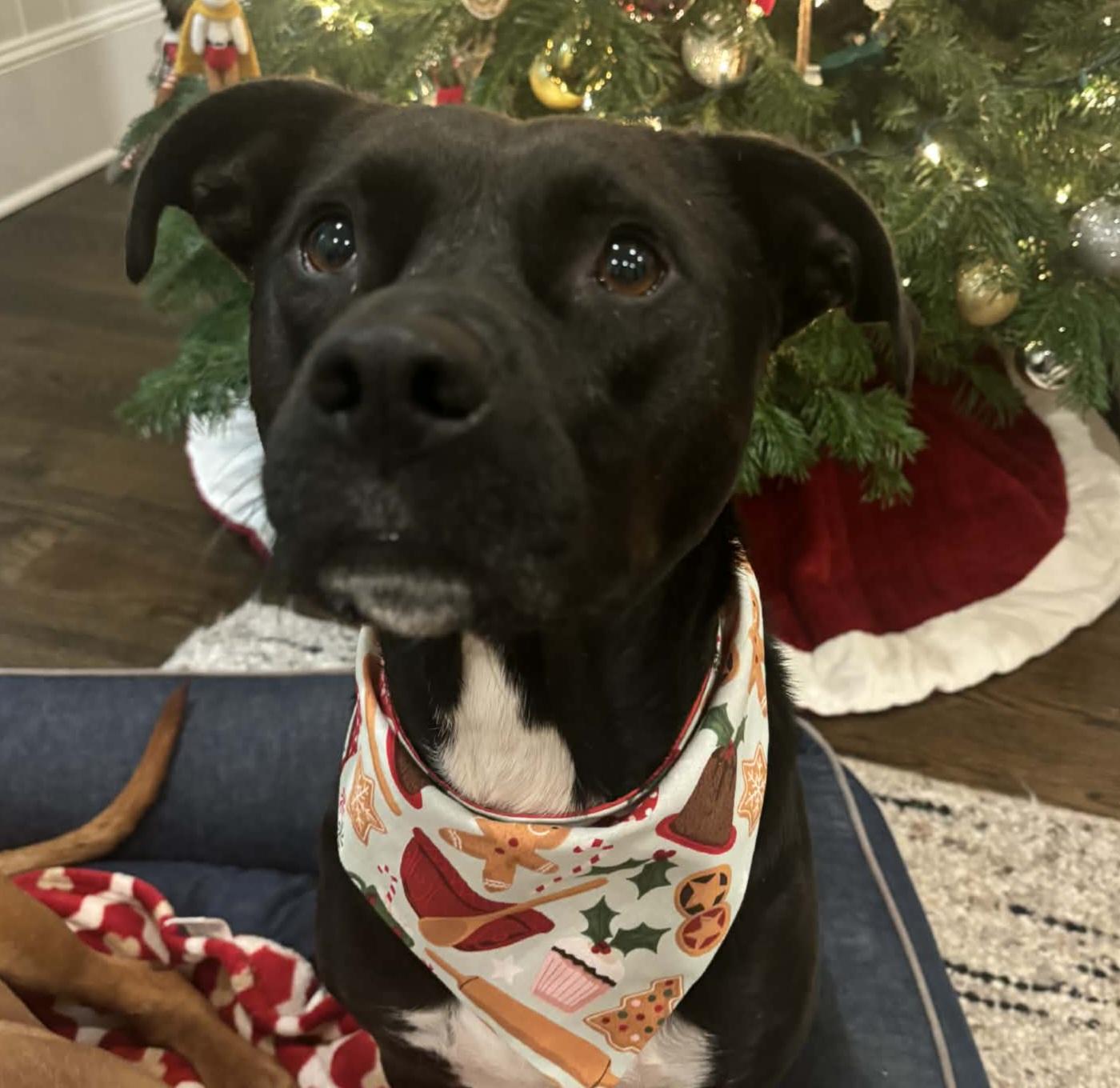 Enlarge Midnight, a Adoptable mixed breed in Roswell, GA image 2/3