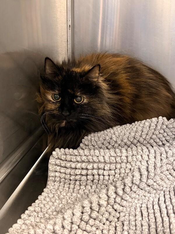 Enlarge Darla , an adopted Domestic Long Hair in Saint Charles, MO image 2/3