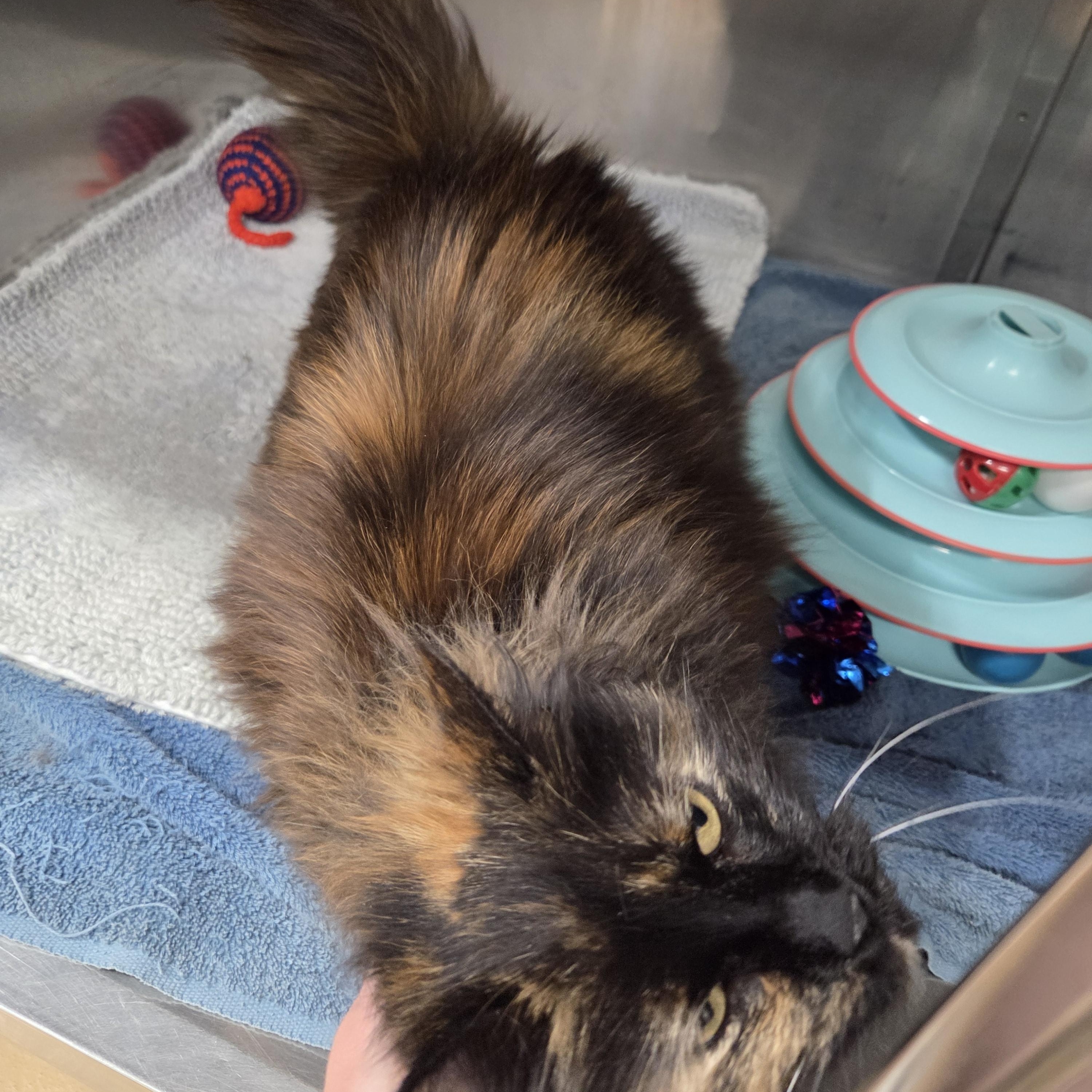 Enlarge Darla , an adopted Domestic Long Hair in Saint Charles, MO image 3/3