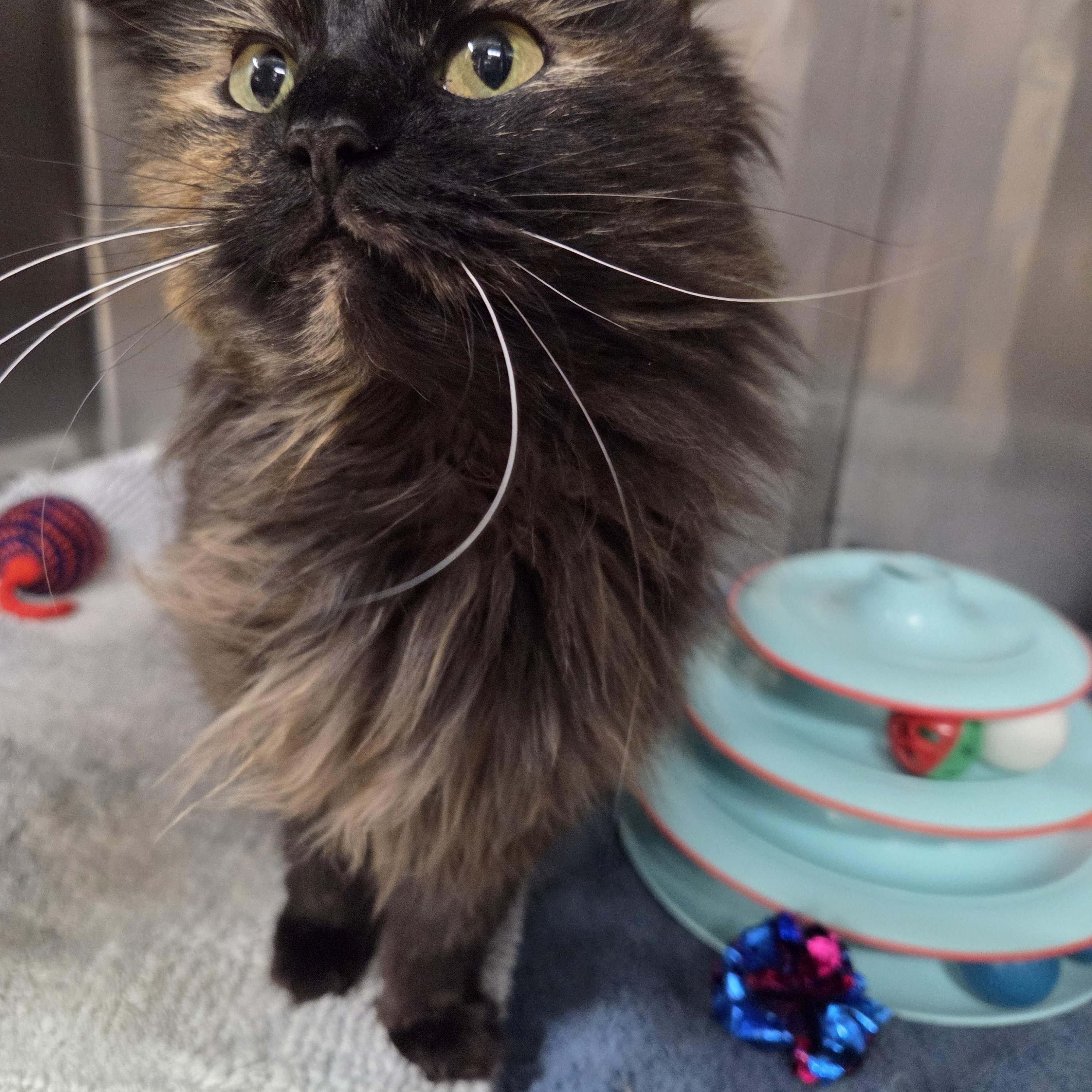 Enlarge Darla , an adopted Domestic Long Hair in Saint Charles, MO image 1/3