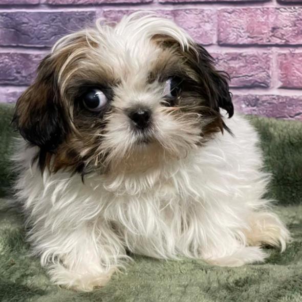 Mountain Mist, Adoptable, Puppy Female Shih Tzu.