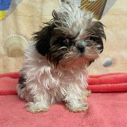 Enlarge Mountain Mist, a Adoptable mixed breed in Fort Collins, CO image 2/2