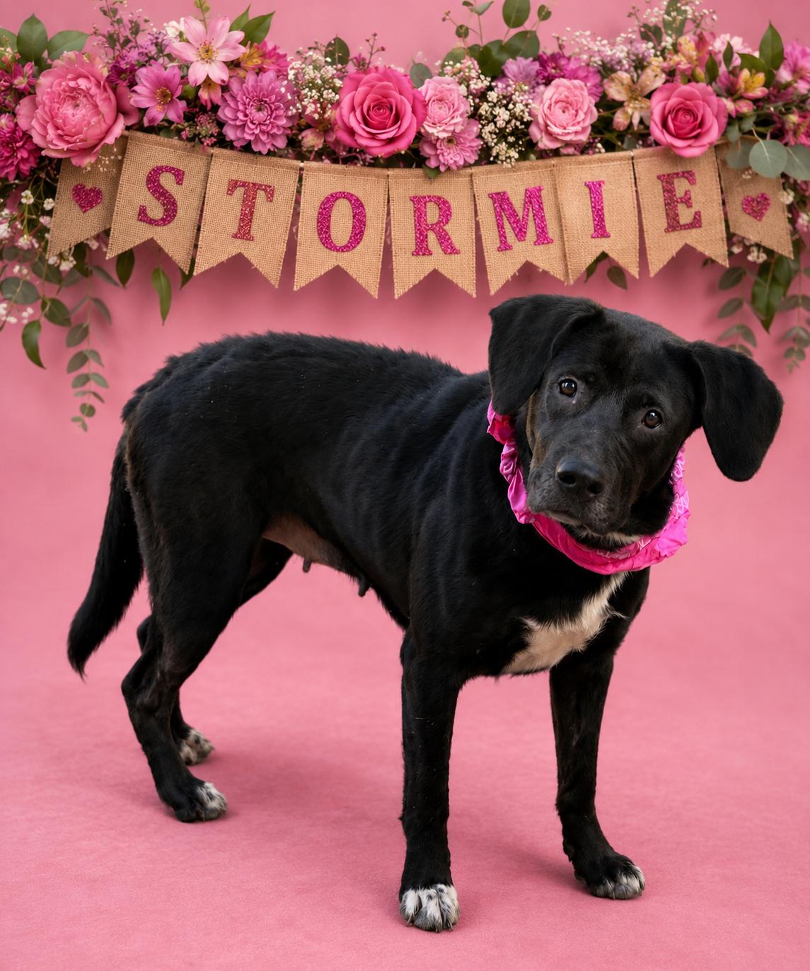 Stormie, Adoptable, Young Female Labrador Retriever.