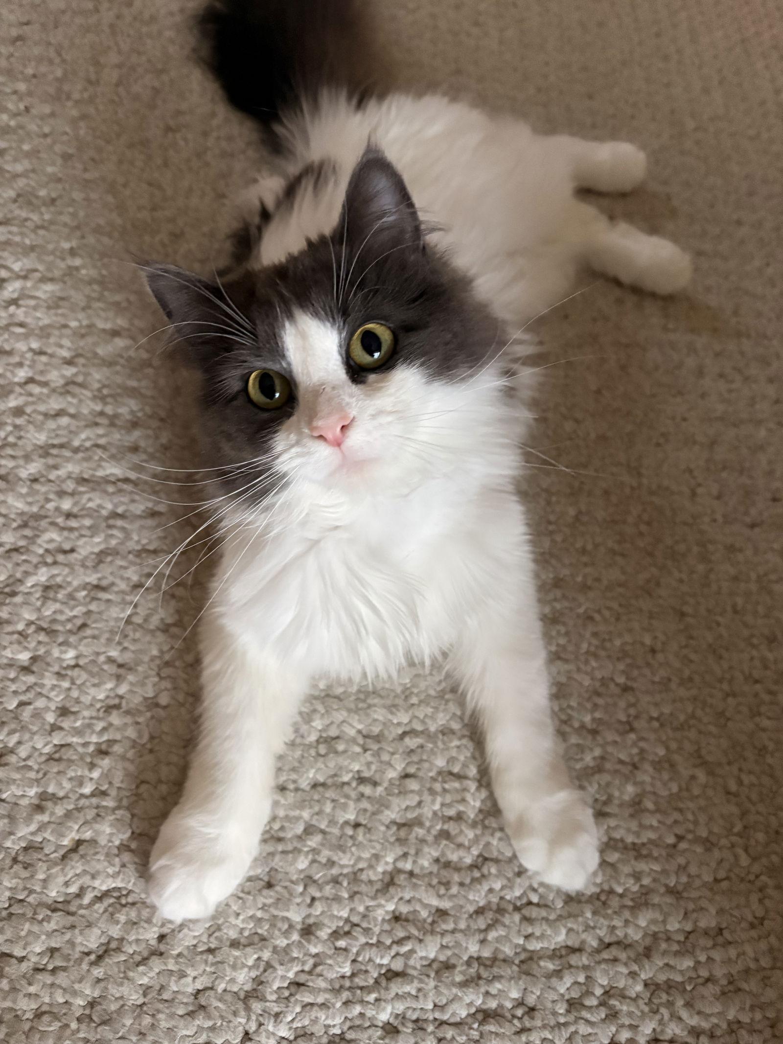 Enlarge Holly Jolly C4779, a Adopted Domestic Long Hair in minneapolis, MN image 1/1