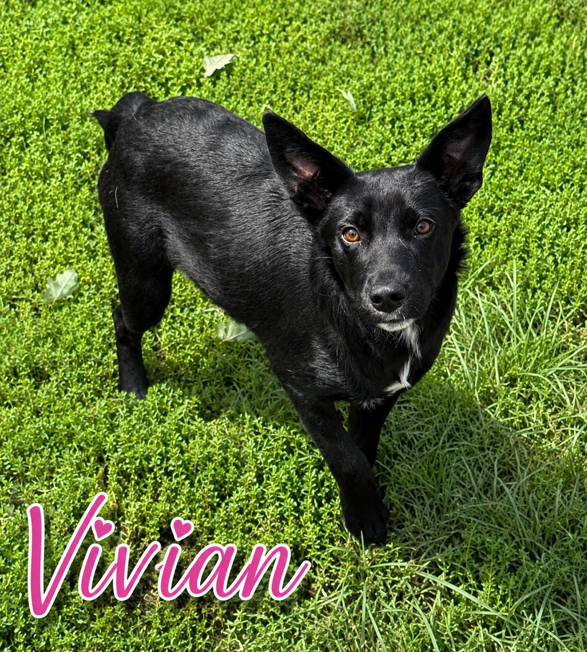 Enlarge Vivian, a ADOPTABLE mixed breed in Momence, IL image 1/1