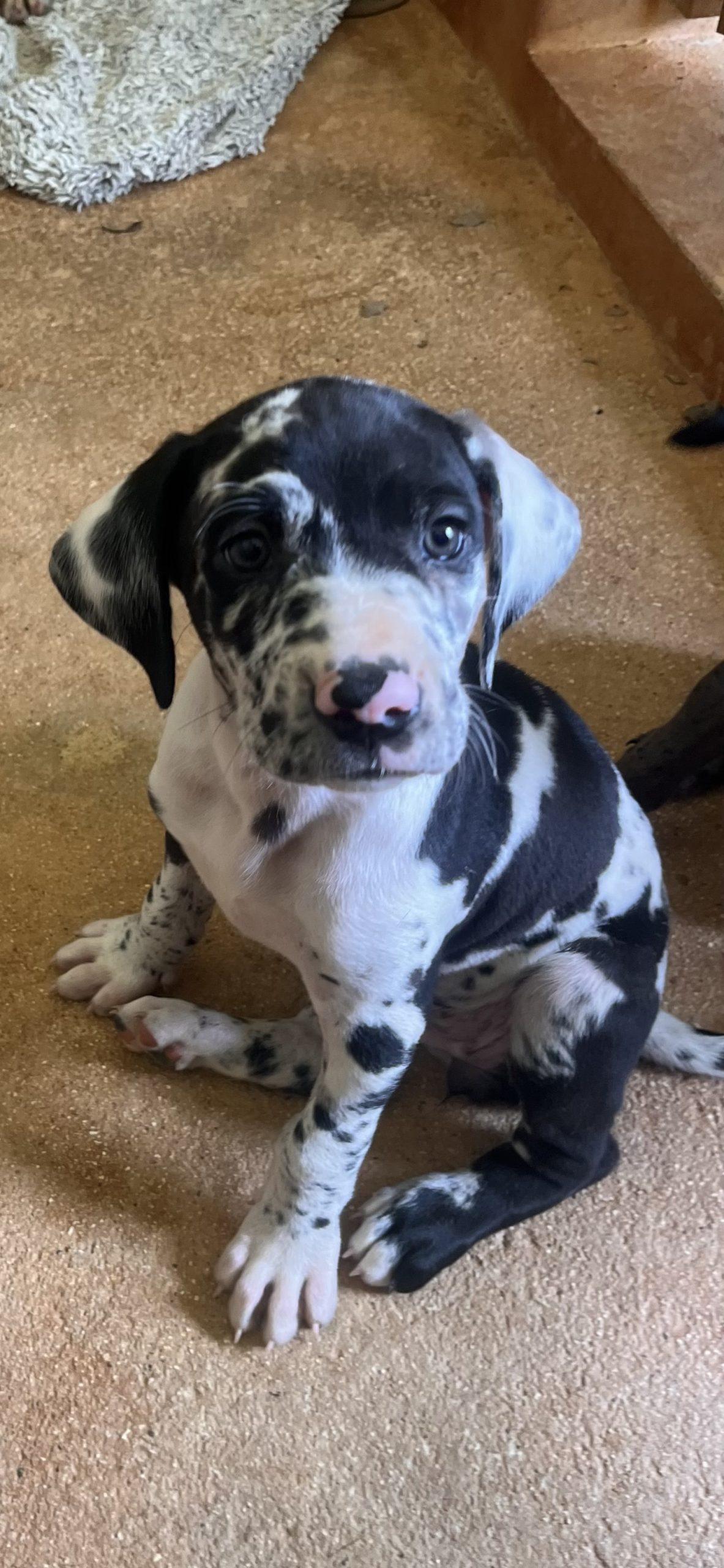 Millie, ADOPTABLE, Puppy Female Great Dane.