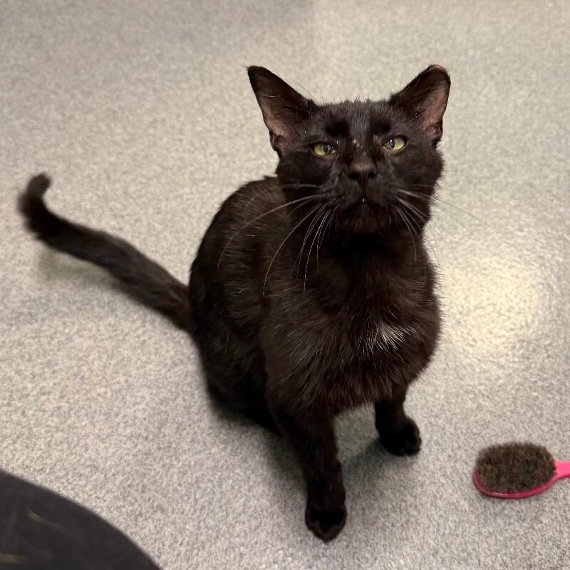 Glow Up, Adoptable, Adult Male Domestic Short Hair.