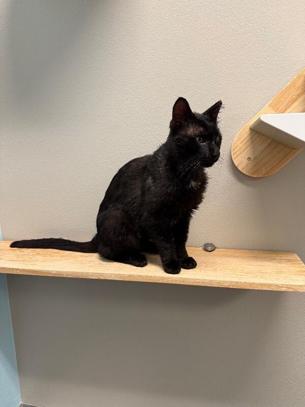 Glow Up, a Adoptable Domestic Short Hair in Fort Collins, CO image 2/5