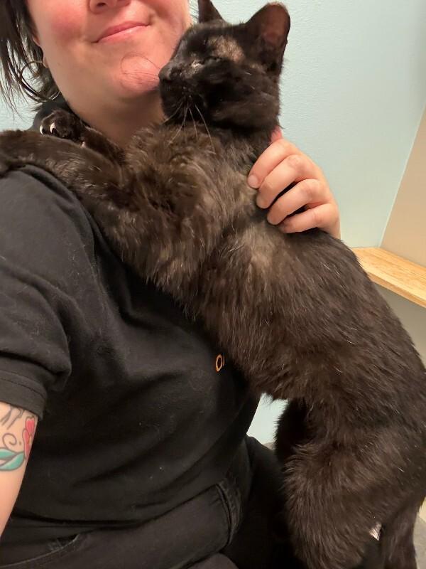 Glow Up, a Adoptable Domestic Short Hair in Fort Collins, CO image 3/5
