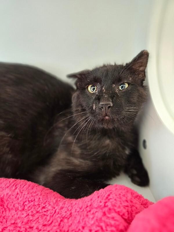 Glow Up, a Adoptable Domestic Short Hair in Fort Collins, CO image 4/5