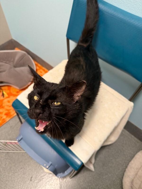 Glow Up, a Adoptable Domestic Short Hair in Fort Collins, CO image 5/5