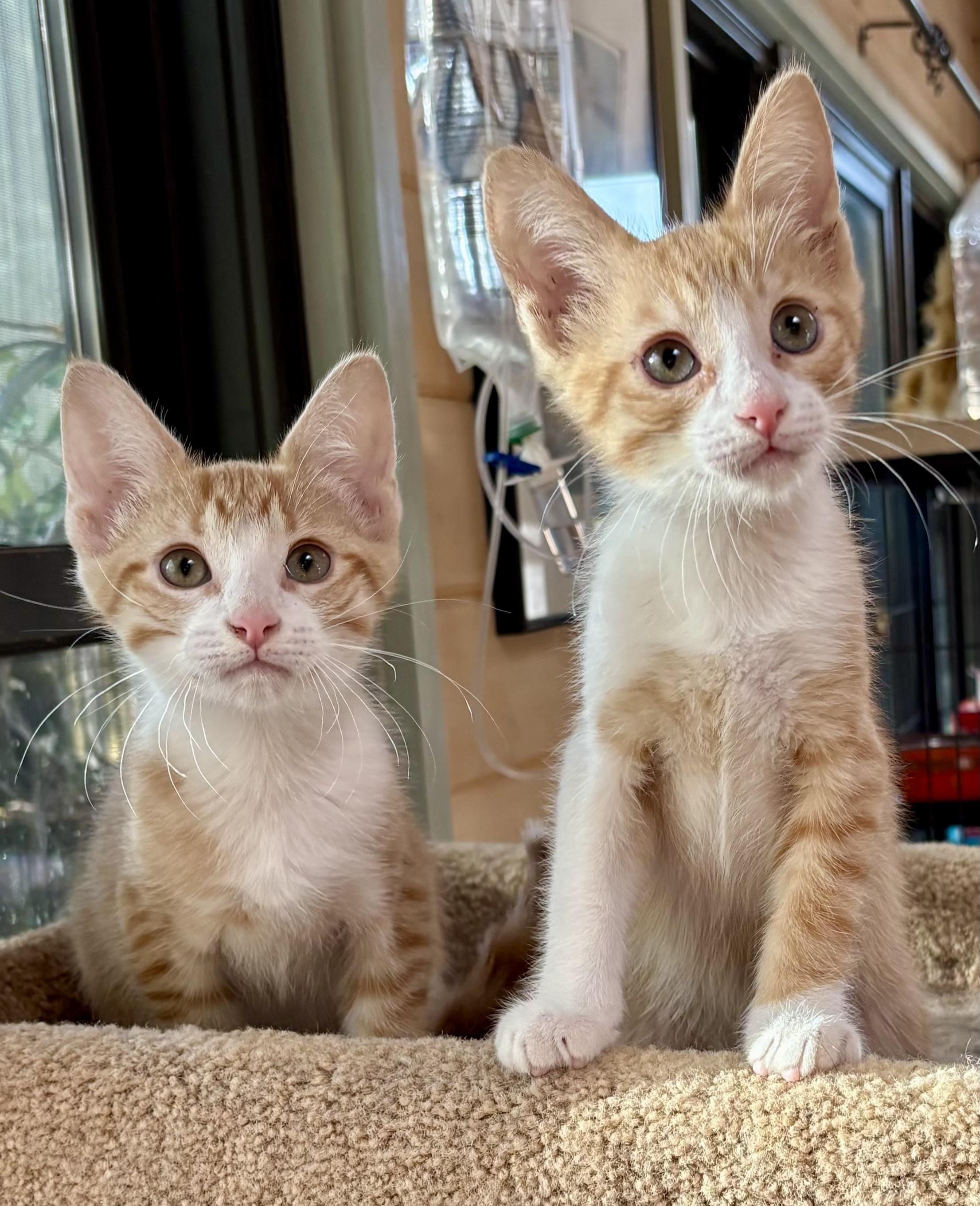 Enlarge Tater Tot, an adopted Domestic Short Hair in Oracle, AZ image 3/6