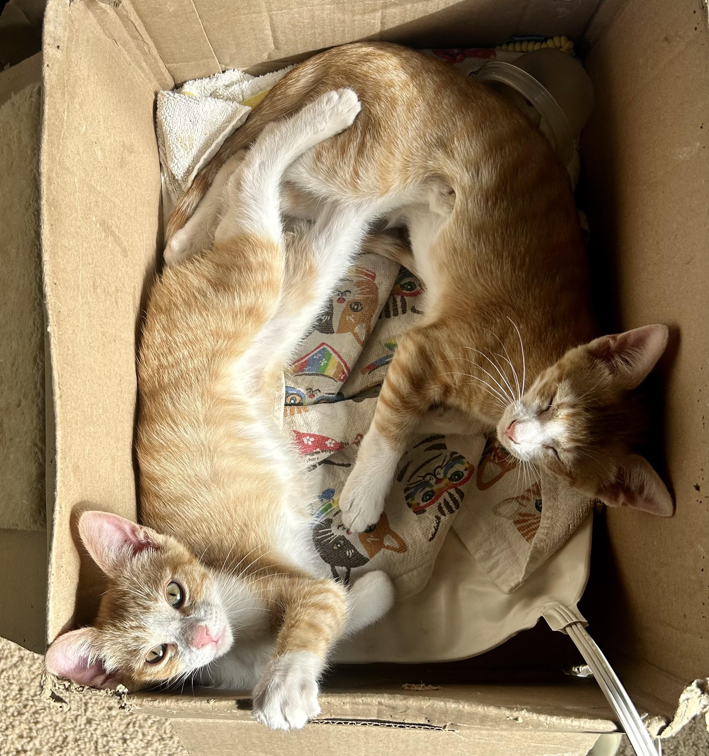 Enlarge Tater Tot, an adopted Domestic Short Hair in Oracle, AZ image 6/6