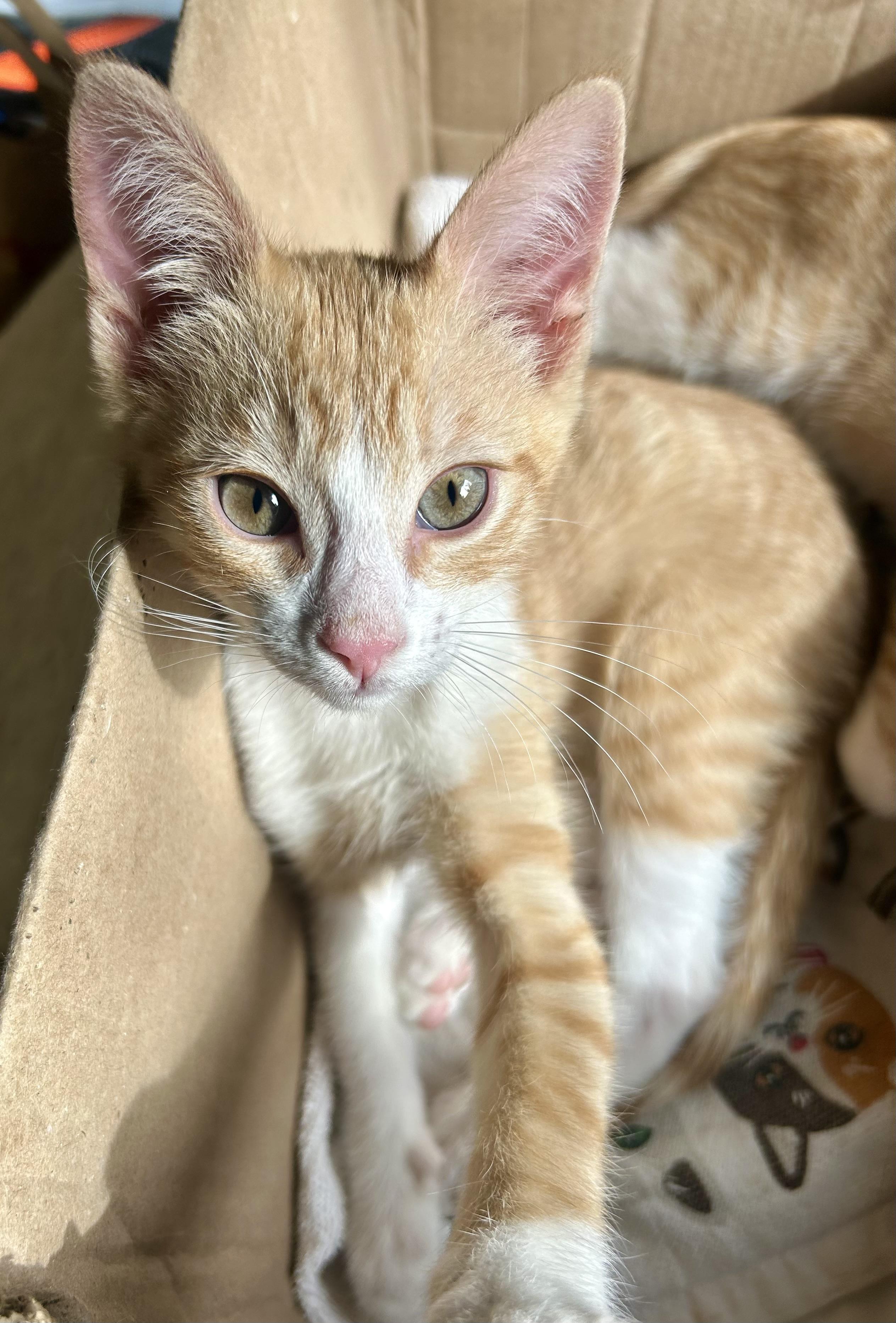 Enlarge Tater Tot, an adopted Domestic Short Hair in Oracle, AZ image 1/6