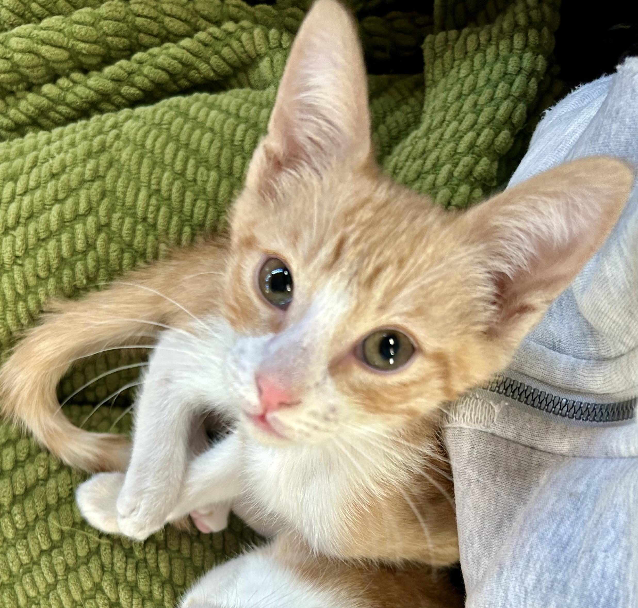Enlarge Tater Tot, an adopted Domestic Short Hair in Oracle, AZ image 2/6