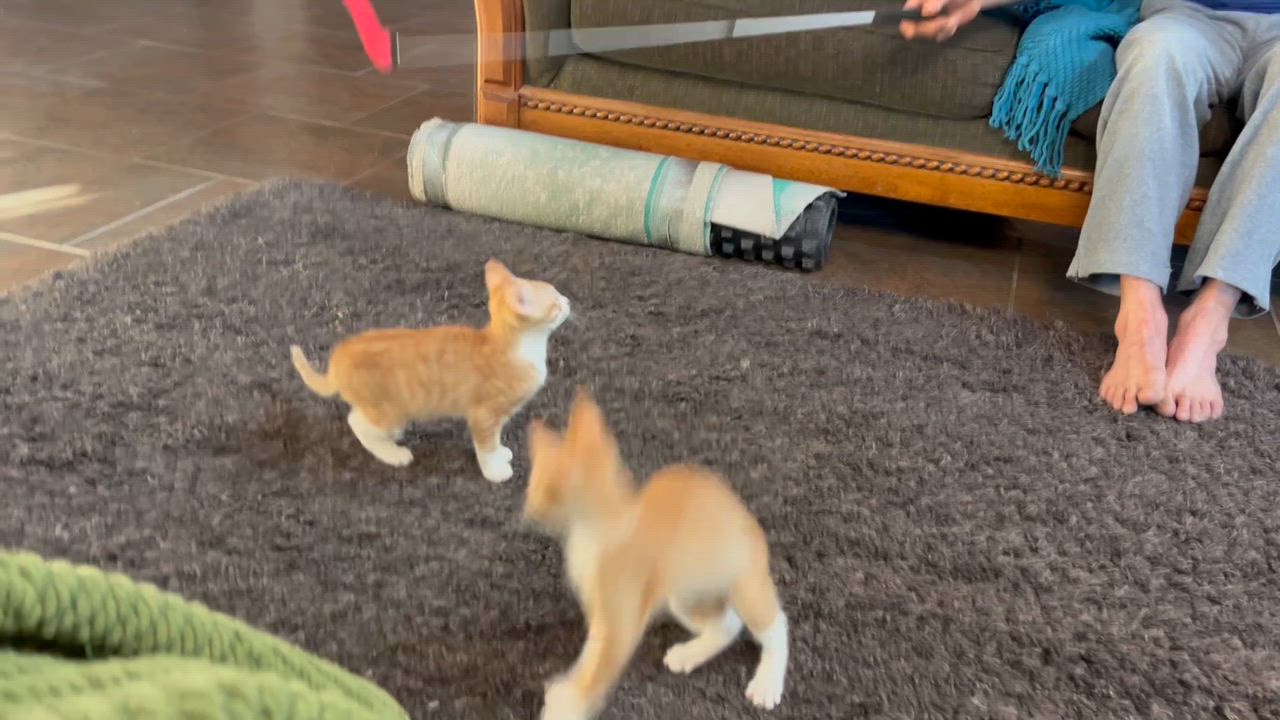 Enlarge Tater Tot, an adopted Domestic Short Hair in Oracle, AZ video 5/6