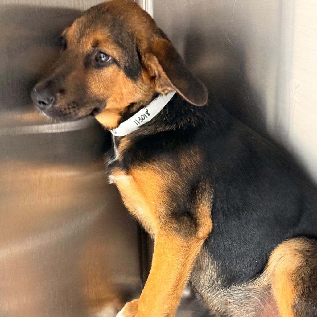 Happy, a Adoptable mixed breed in Tupelo, MS image 1/5