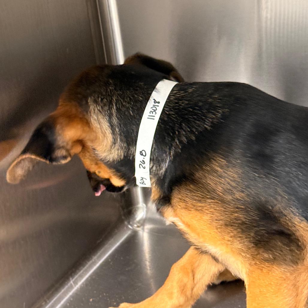 Happy, a Adoptable mixed breed in Tupelo, MS image 2/5