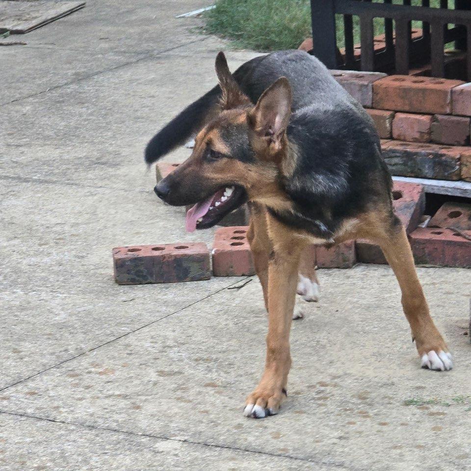 Enlarge Happy, a Adoptable mixed breed in Tupelo, MS image 1/4
