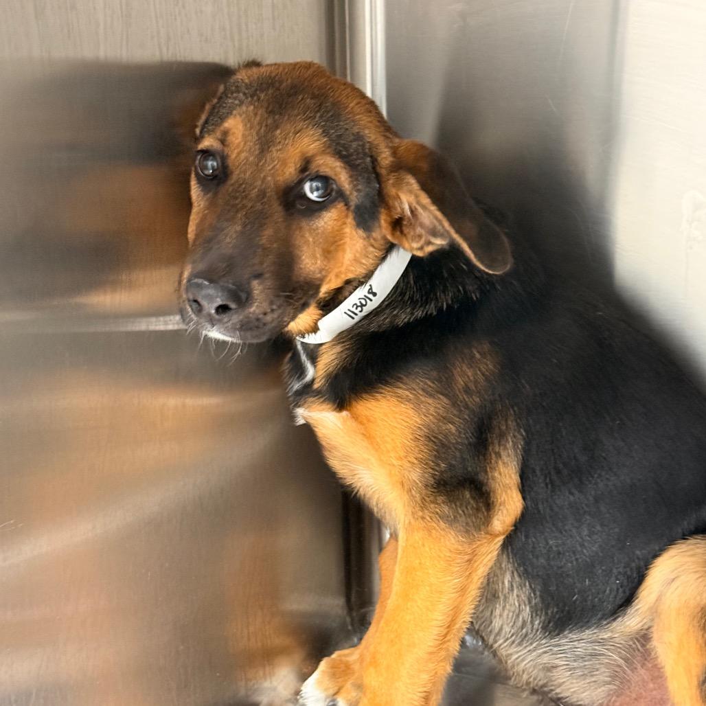 Happy, a Adoptable mixed breed in Tupelo, MS image 3/5