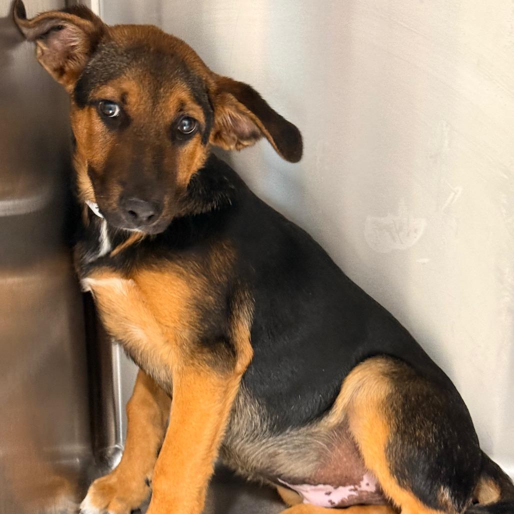 Happy, a Adoptable mixed breed in Tupelo, MS image 4/5