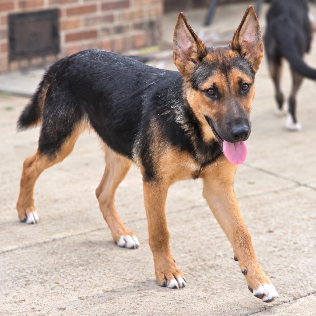 Enlarge Happy, a Adoptable mixed breed in Tupelo, MS image 4/4