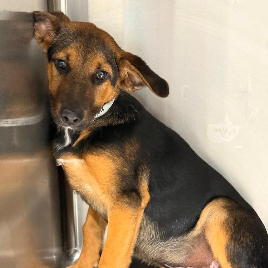 Happy, a Adoptable mixed breed in Tupelo, MS image 5/5