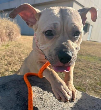 Piglet, Adoptable, Adult Female Pit Bull Terrier & Mixed Breed.
