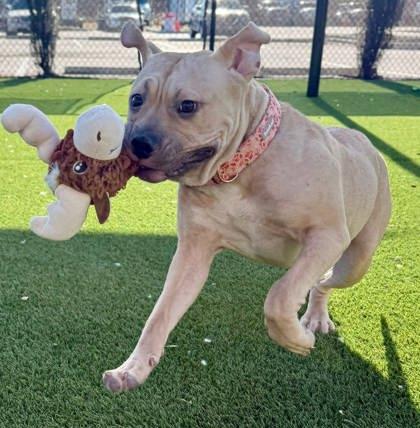 Enlarge Piglet, a Adoptable mixed breed in Chesapeake, VA image 3/3