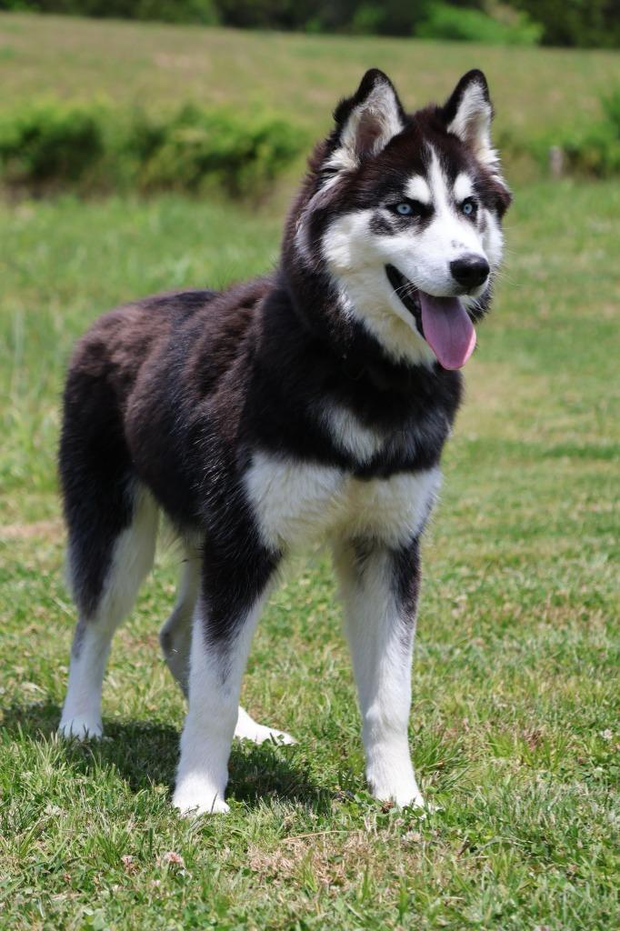 Enlarge Luther, a Adoptable mixed breed in Columbia, TN image 2/4