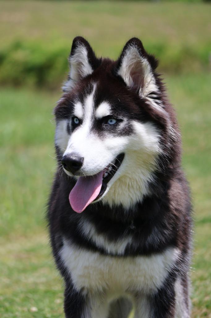 Enlarge Luther, a Adoptable mixed breed in Columbia, TN image 4/4