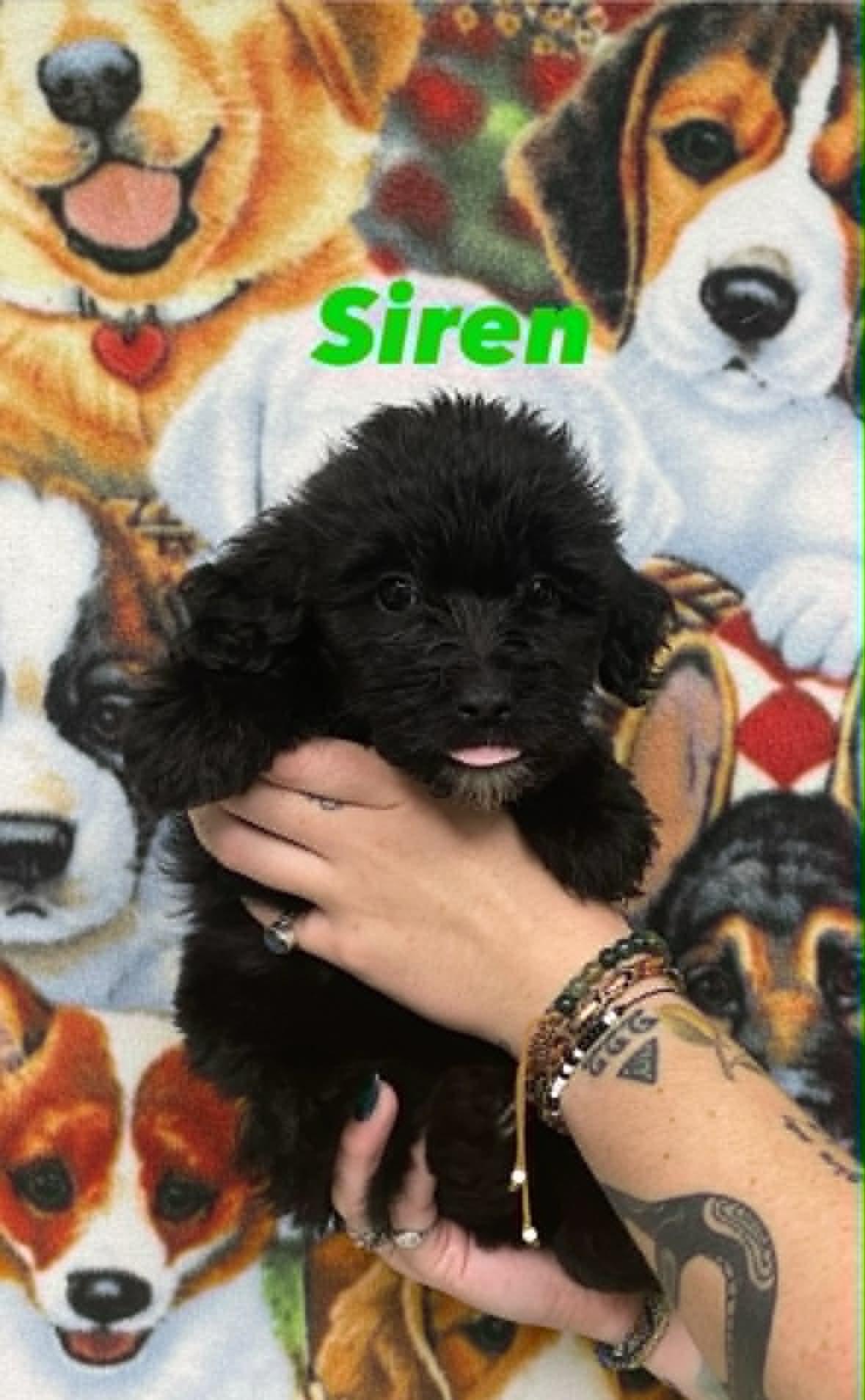 Enlarge Siren, a ADOPTABLE mixed breed in Bishopville, SC image 1/1