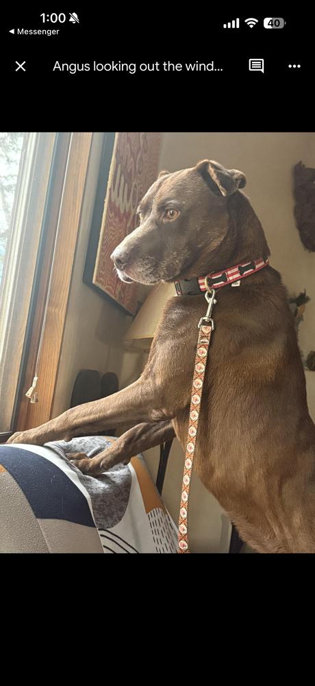 Enlarge Angus, a Adoptable mixed breed in Aurora, CO image 2/6