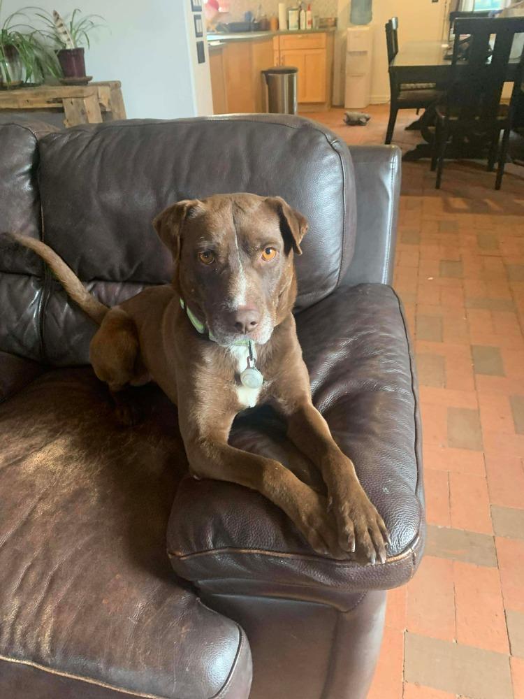 Enlarge Angus, a Adoptable mixed breed in Aurora, CO image 3/6