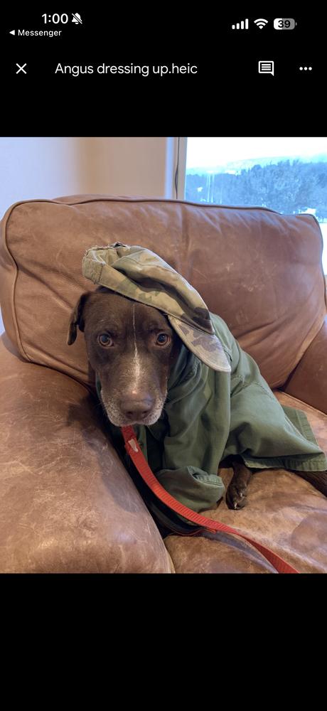 Enlarge Angus, a Adoptable mixed breed in Aurora, CO image 5/6