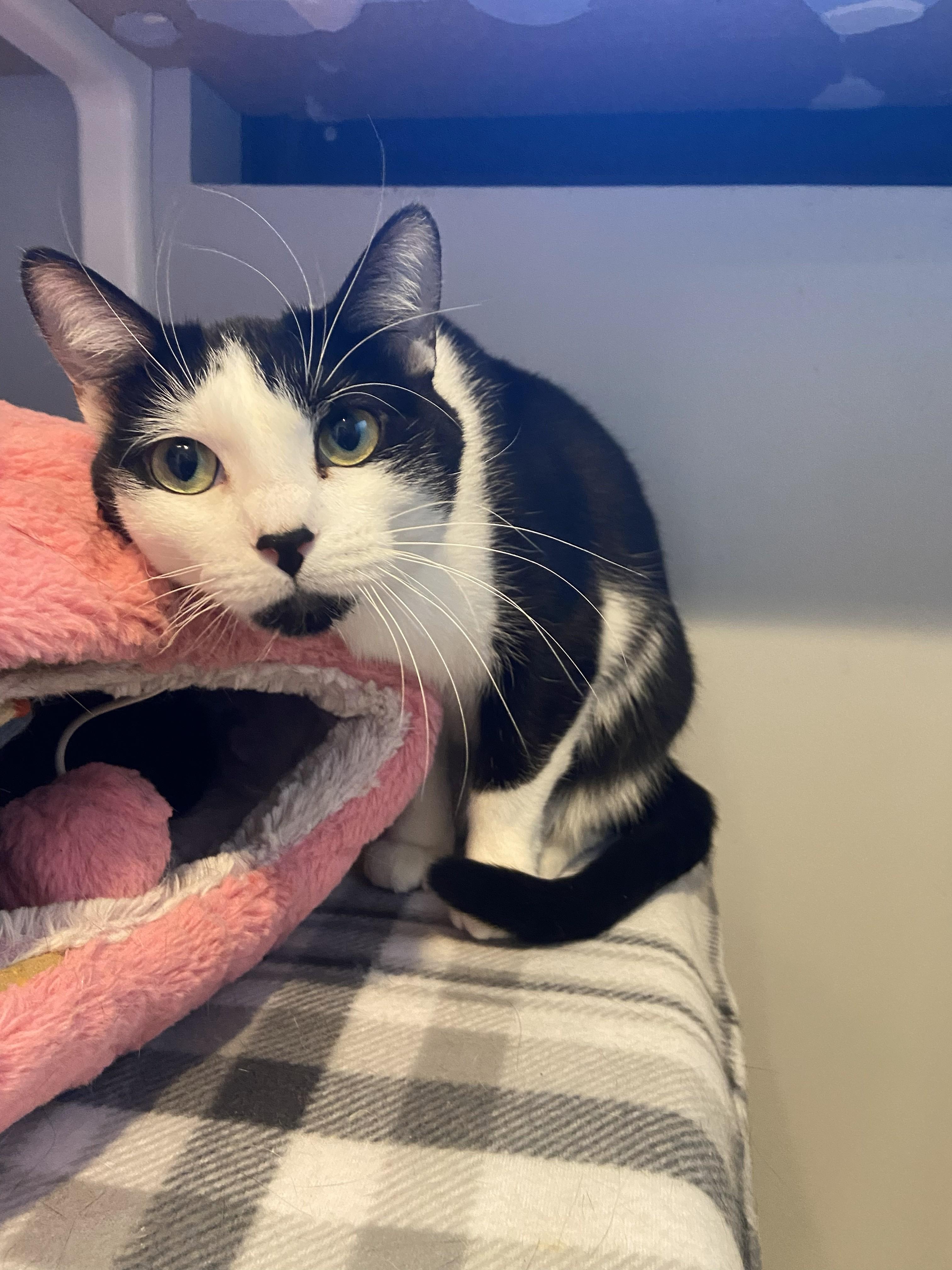 Enlarge Lolly, a ADOPTABLE Domestic Short Hair in Lincoln, NE image 1/2