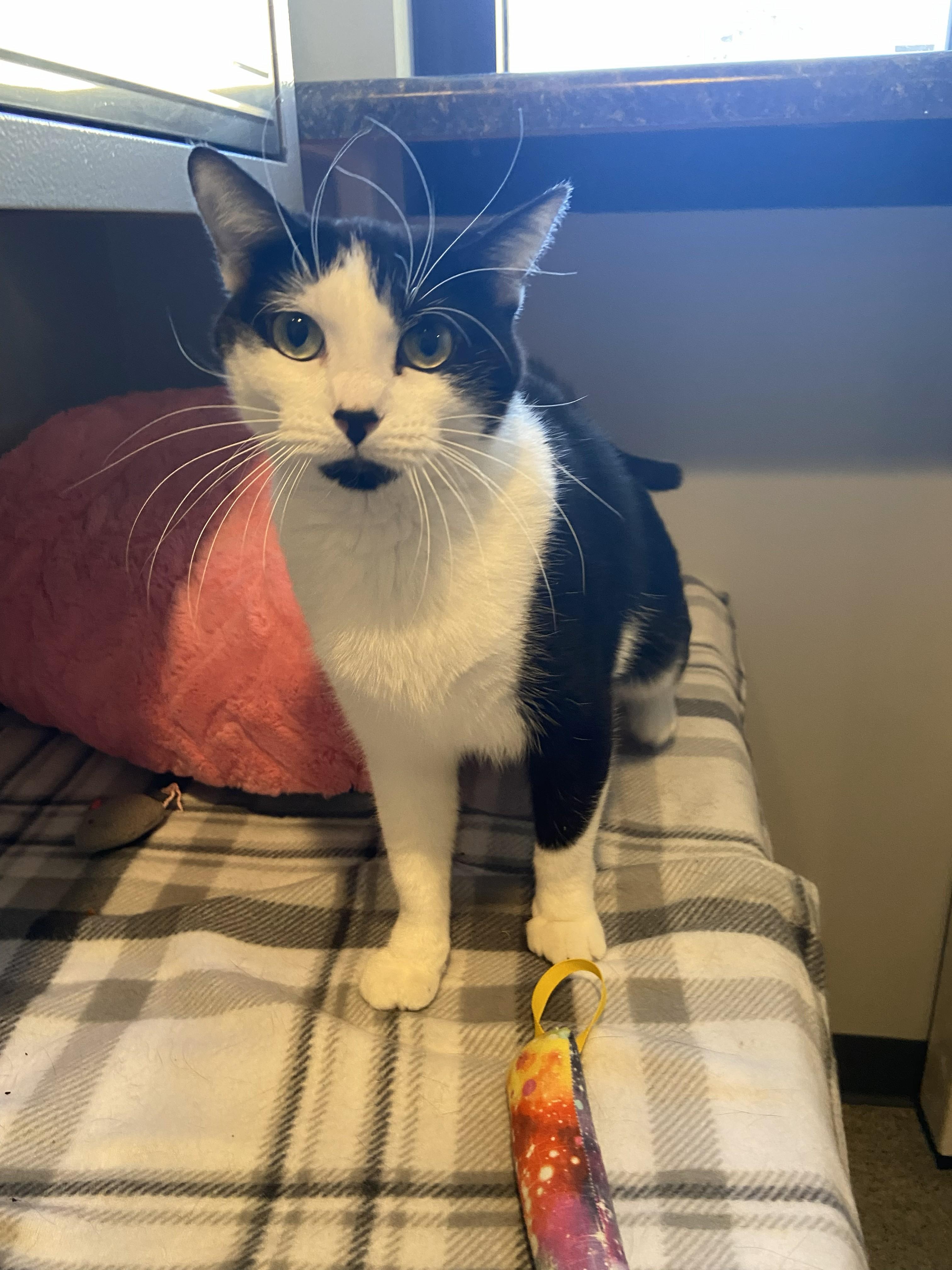 Enlarge Lolly, a ADOPTABLE Domestic Short Hair in Lincoln, NE image 2/2