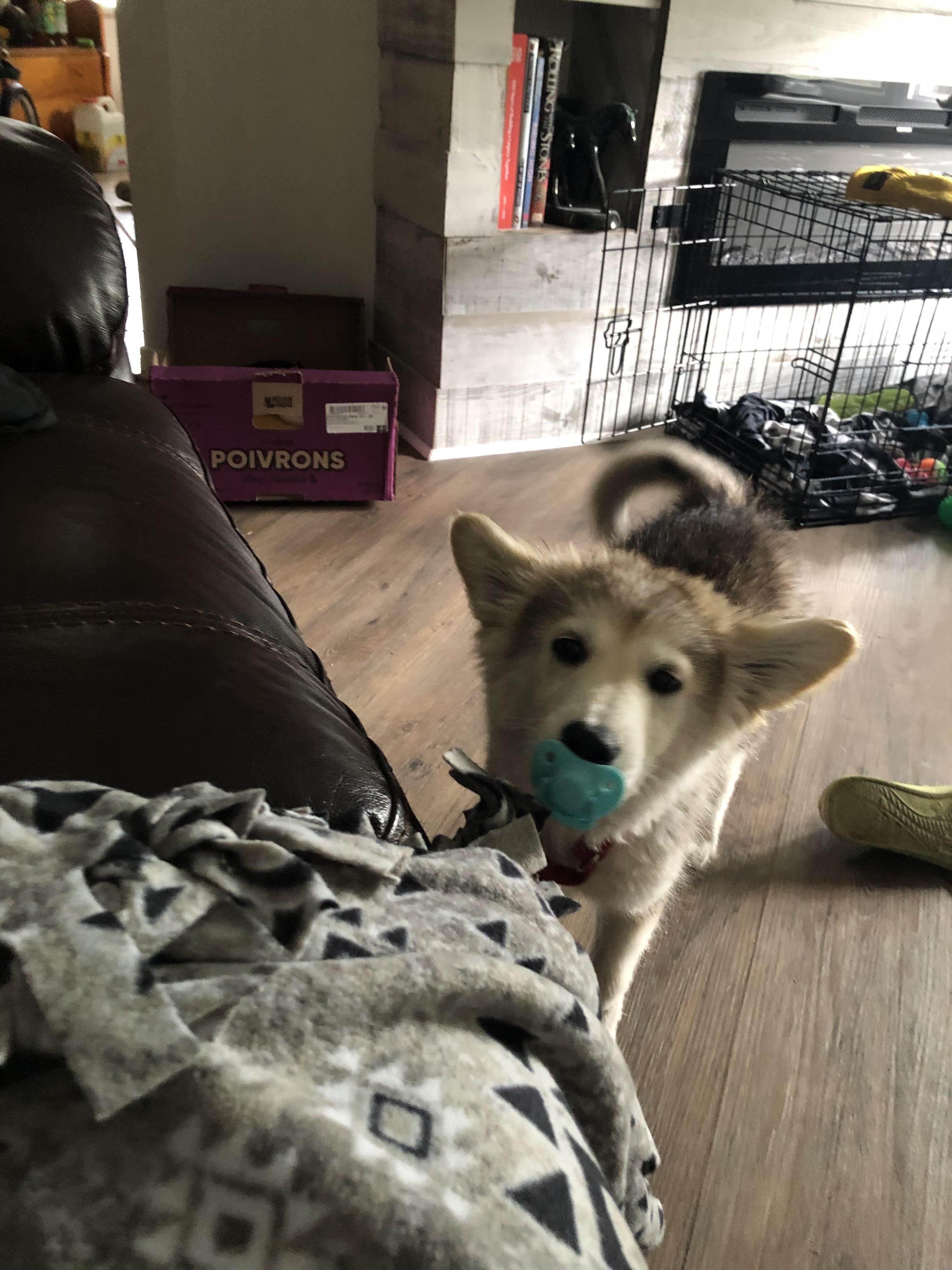 Reba, an adopted mixed breed in Barrie, ON image 4/6