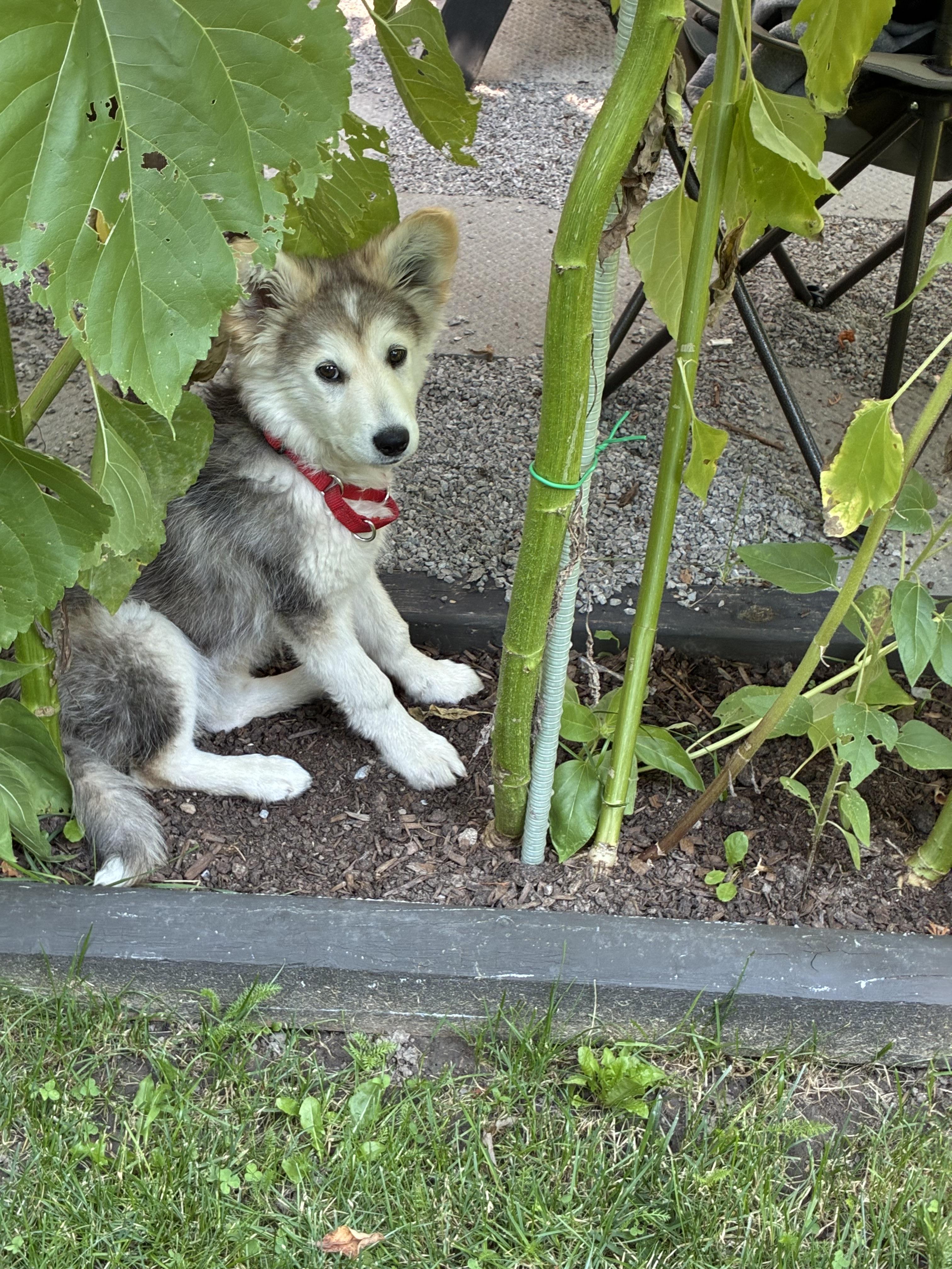 Reba, an adopted mixed breed in Barrie, ON image 6/6