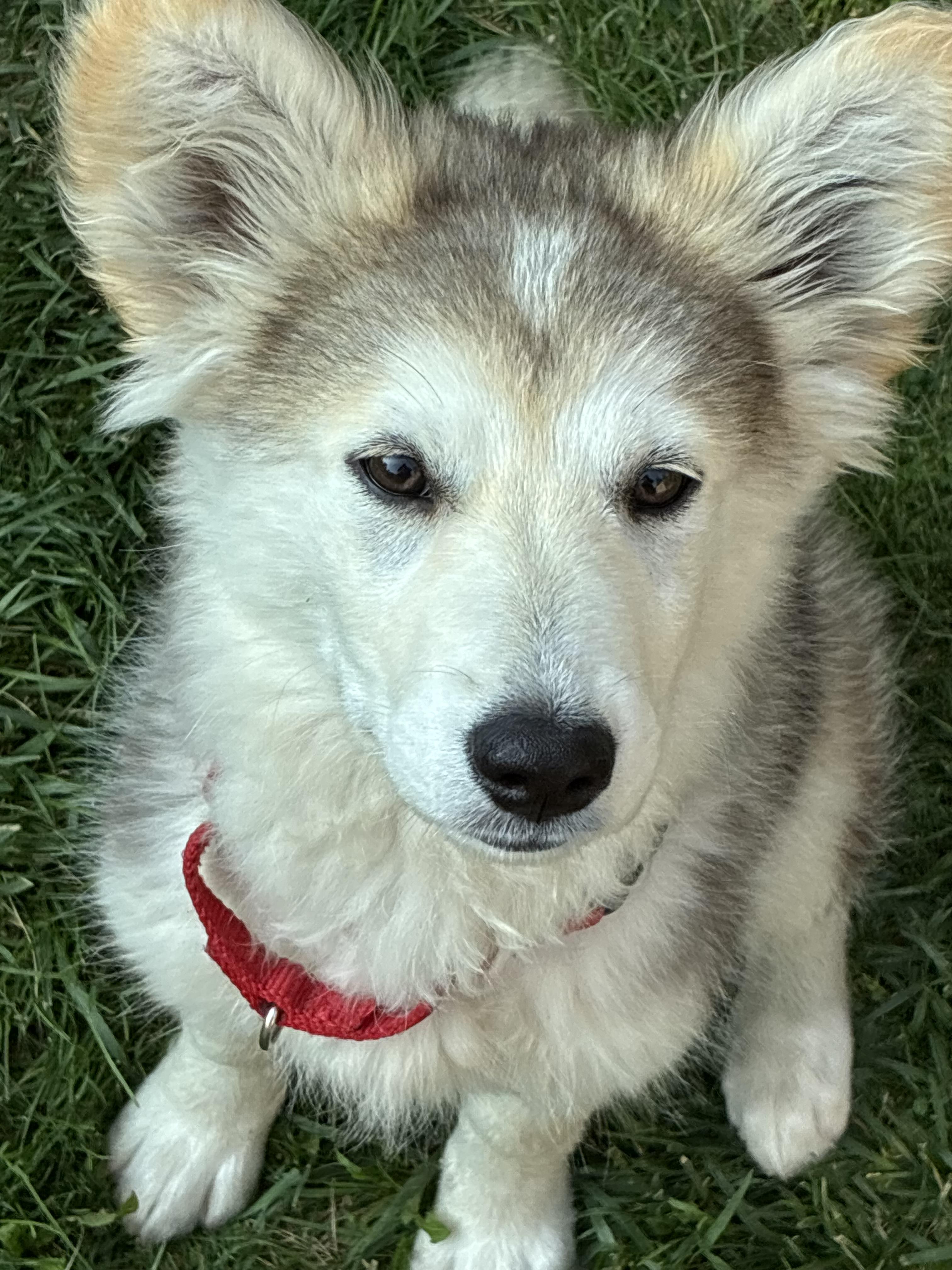 Reba, an adopted mixed breed in Barrie, ON image 2/6