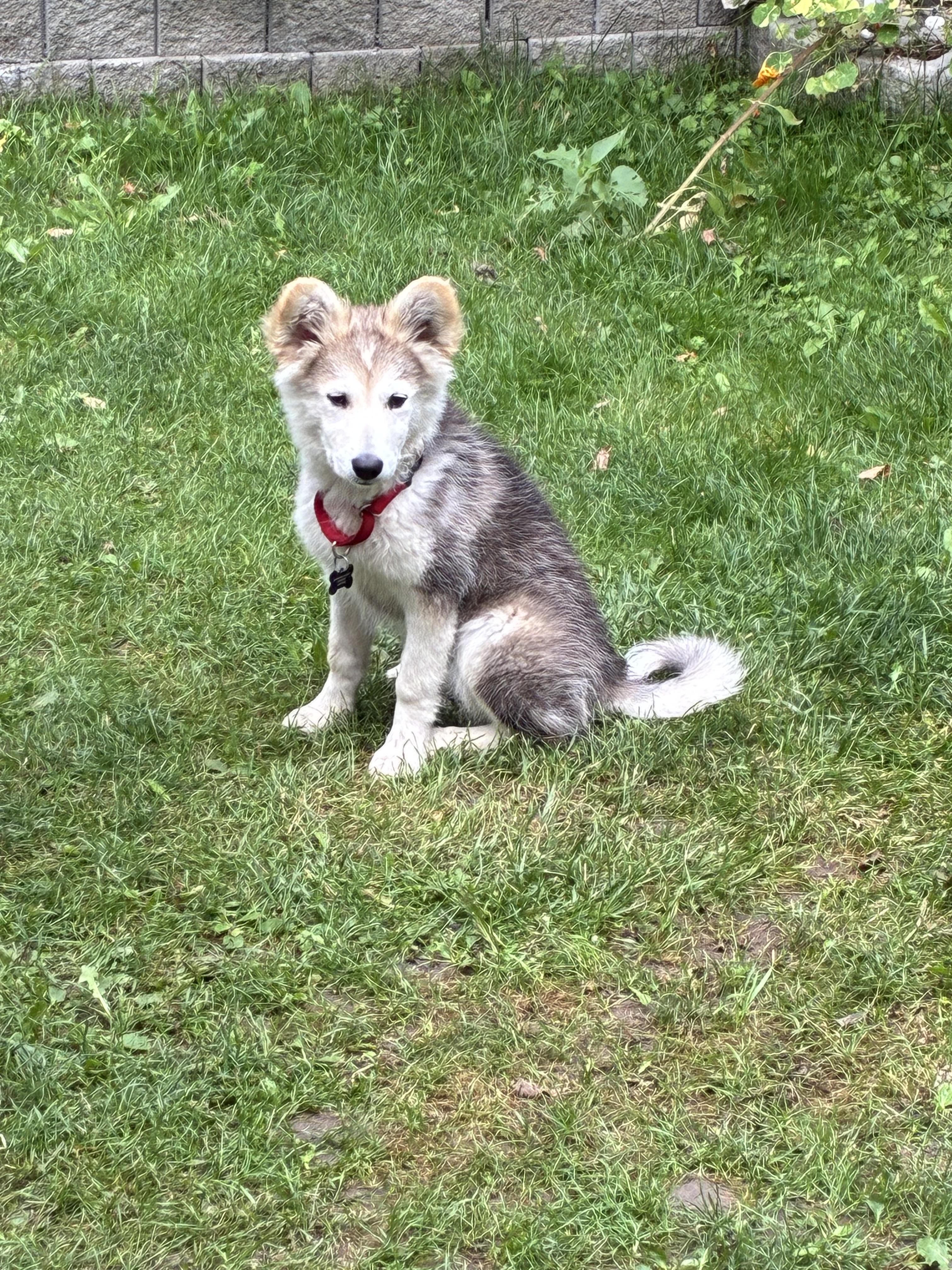 Reba, an adopted mixed breed in Barrie, ON image 3/6