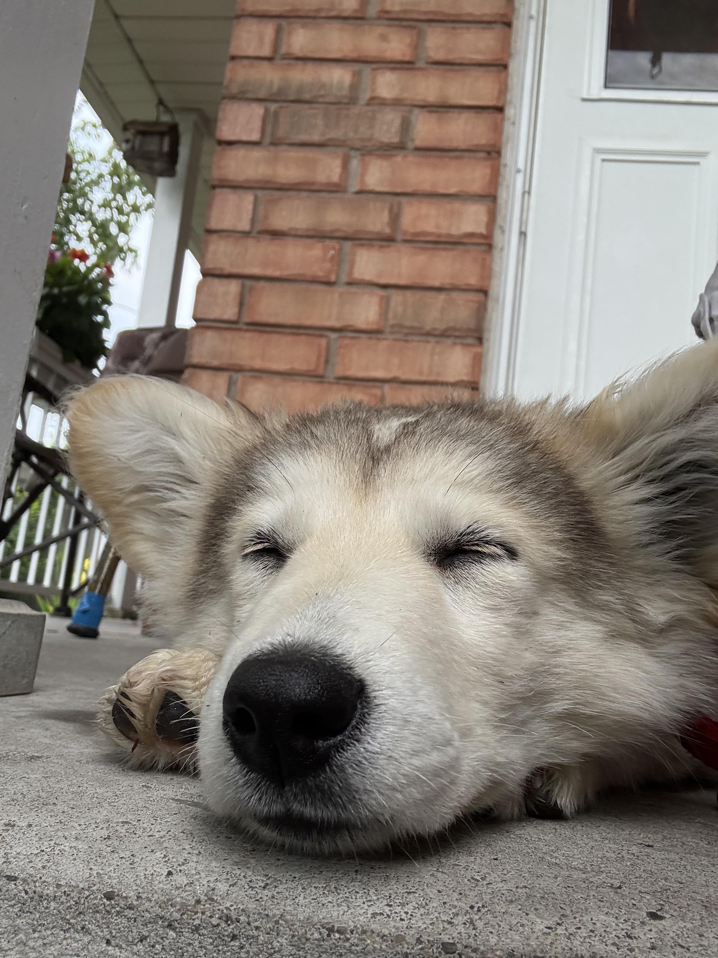 Reba, adopted, Puppy Female Husky.
