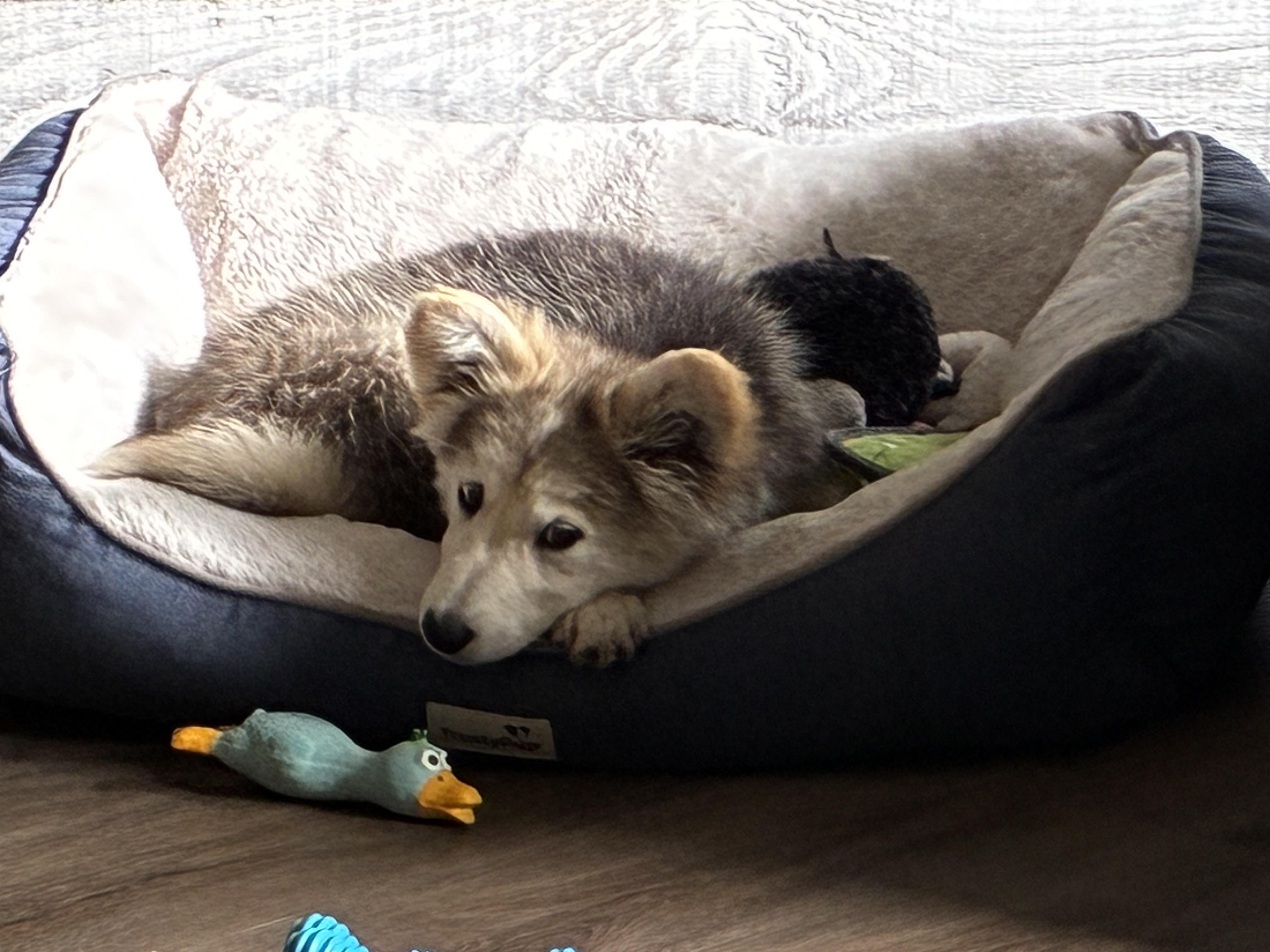 Reba, an adopted mixed breed in Barrie, ON image 5/6
