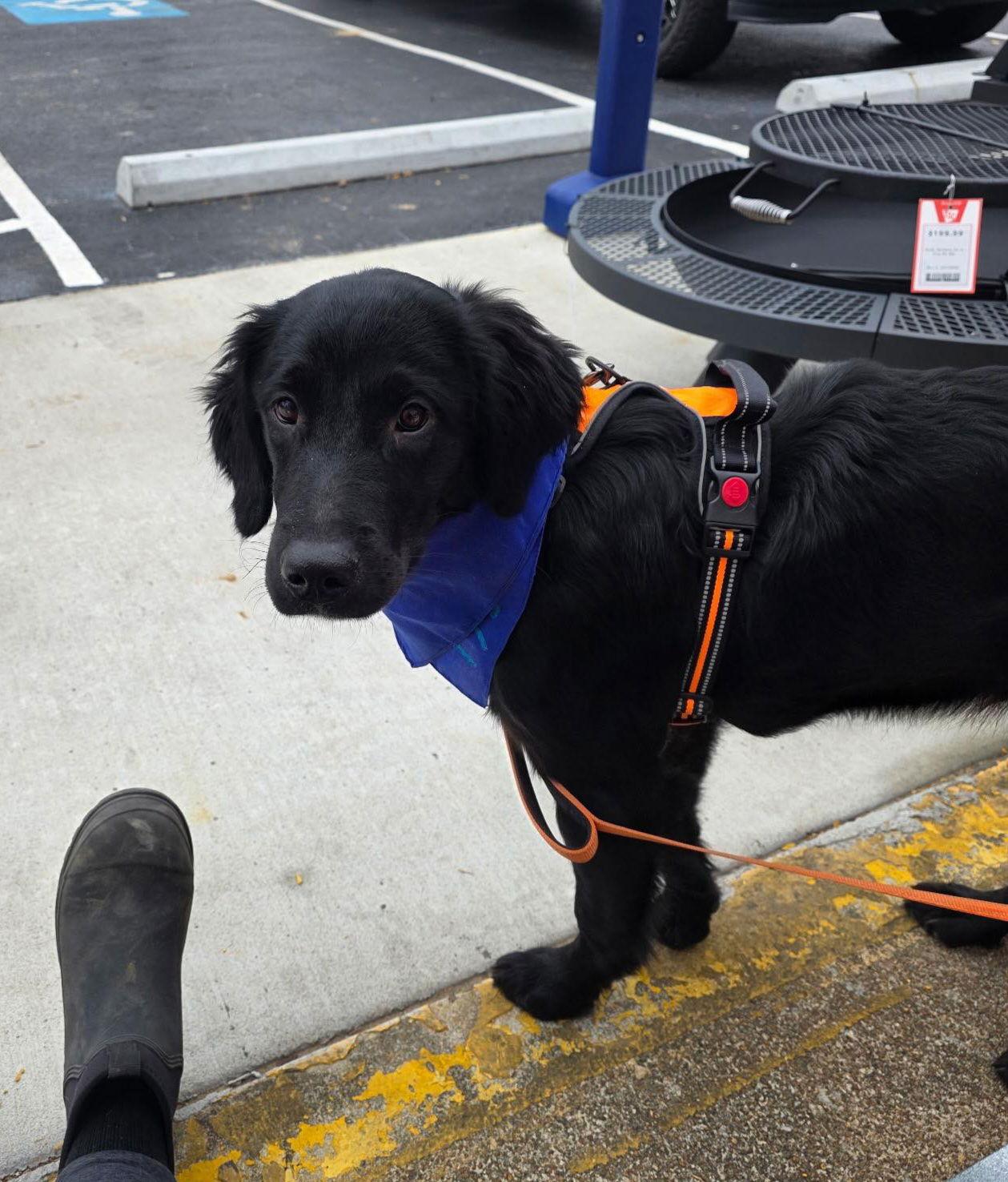 Blitzen, Adopted, Young Male Flat-Coated Retriever.