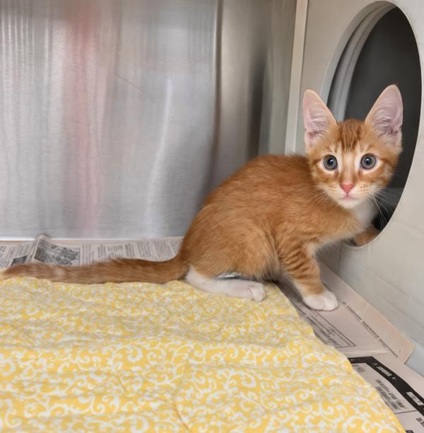 Enlarge Pumpkin, a Adoptable mixed breed in Lafayette, LA image 1/2