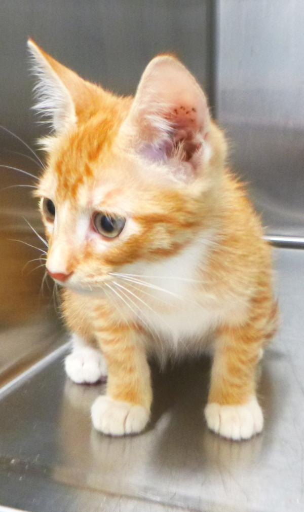 Enlarge Pumpkin, a Adoptable mixed breed in Lafayette, LA image 2/2