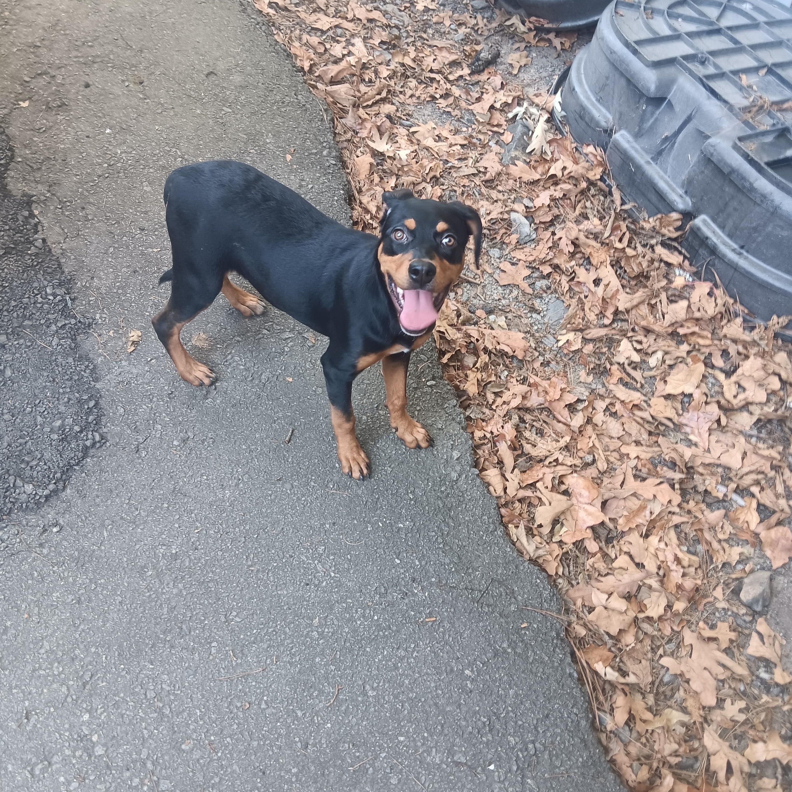 Renna, Adoptable, Puppy Female Rottweiler.