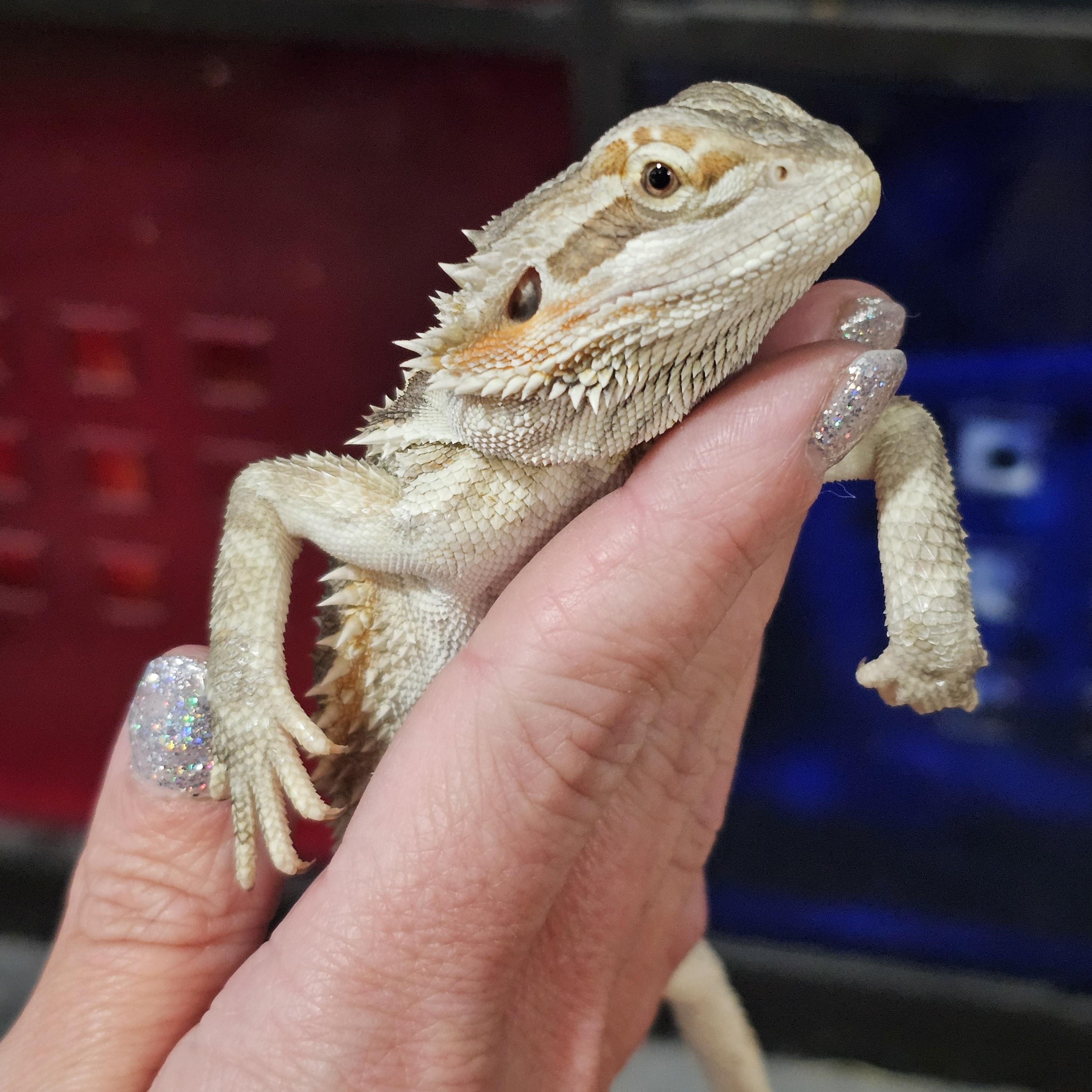 Enlarge Cookie Dough, an adoptable Bearded Dragon in Tucson, AZ image 3/5